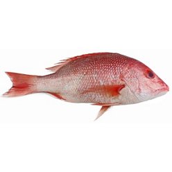 Whole Dorade Sea Bream | Central Market - Really Into Food