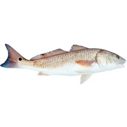 Whole American Red Snapper | Central Market - Really Into Food