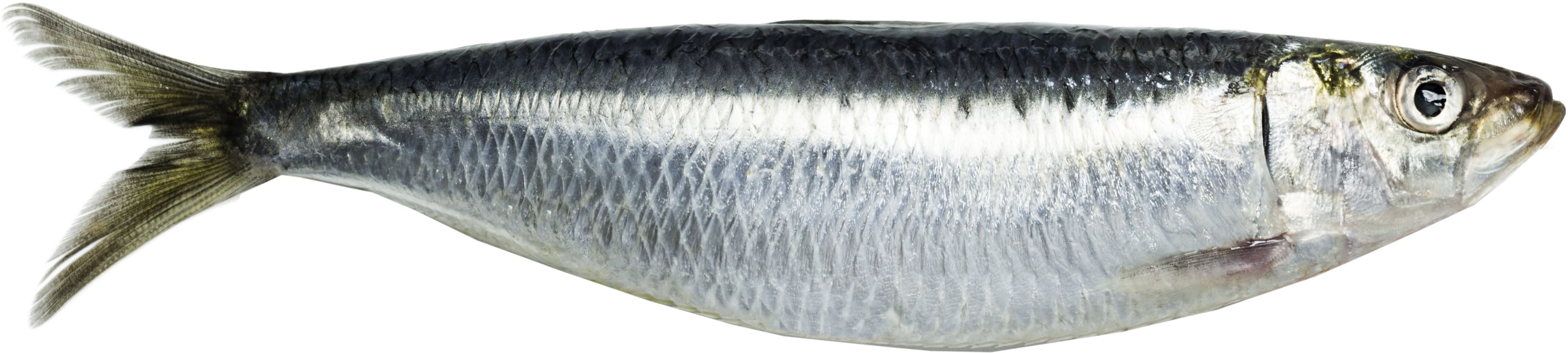 Whole Fresh Imported Sardines - Shop Fish at H-E-B