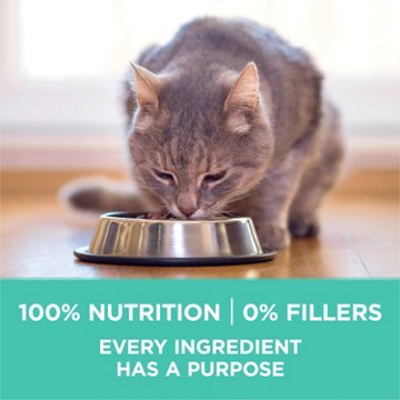 Purina ONE Sensitive Stomach Skin Natural Dry Cat Food, +Plus Sensitive Skin and Stomach Formula