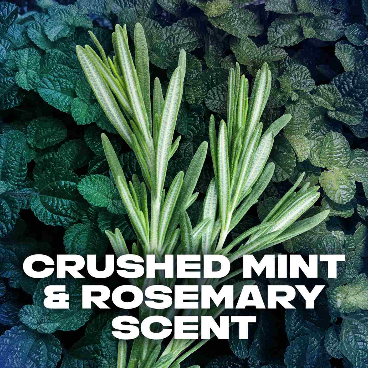 AXE Phoenix Body Wash - Crushed Mint & Rosemary; image 12 of 12