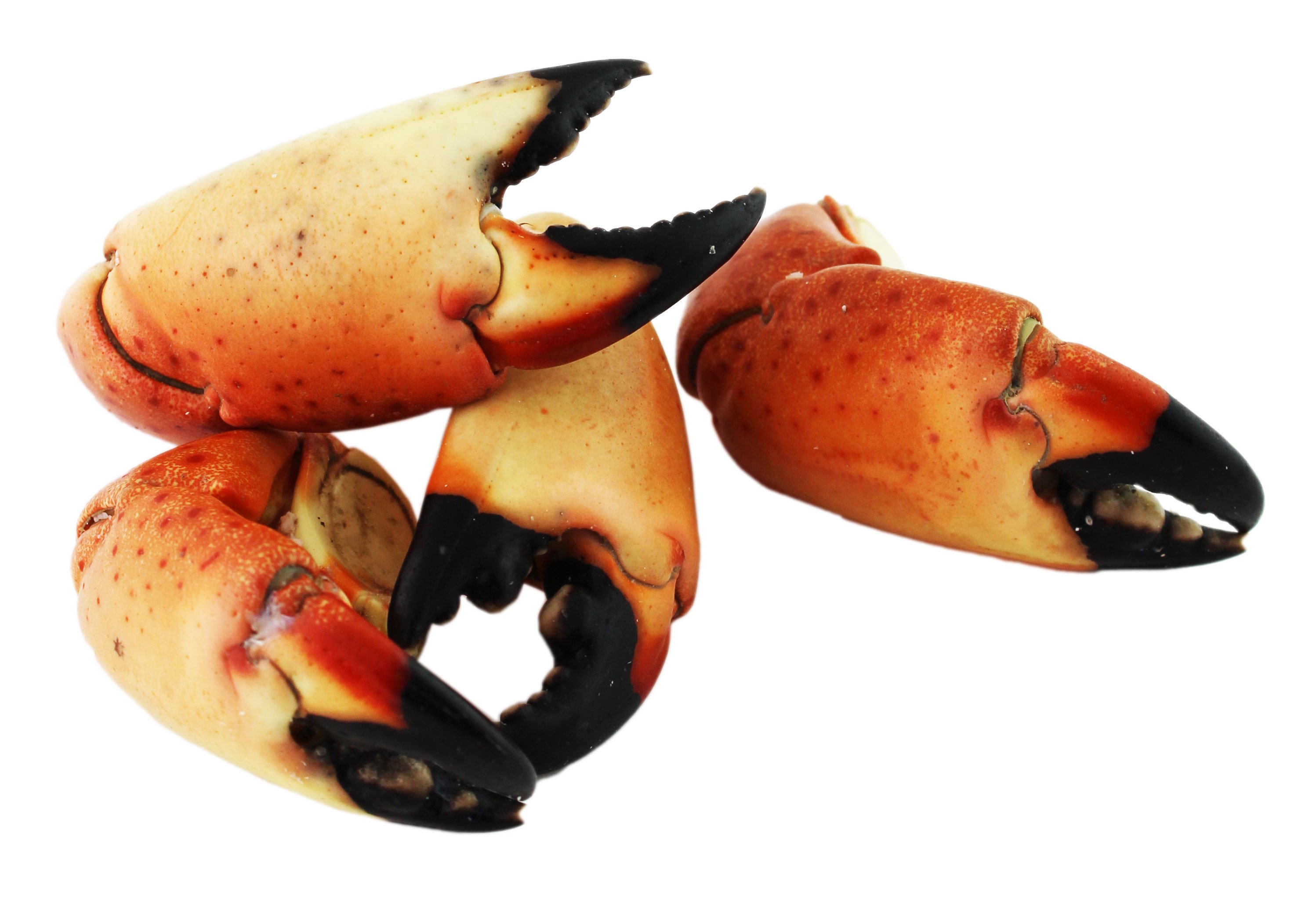 Central Market Fresh Stone Crab Claws Shop Shrimp & Shellfish at HEB