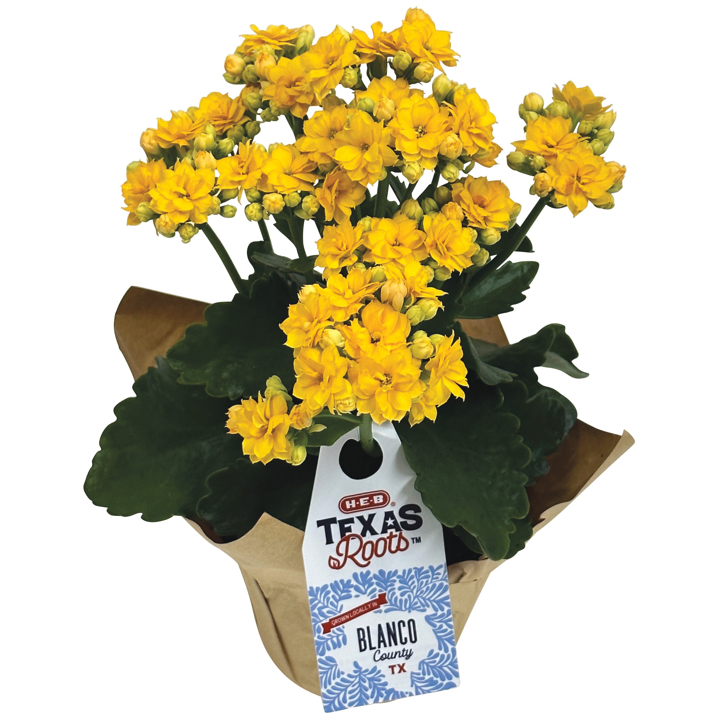 HEB Texas Roots Calandiva Flowering Potted Plant Shop Potted plants