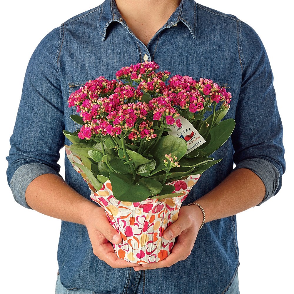 BLOOMS by HEB Calandiva Plant Shop Flowers & Arrangements at HEB