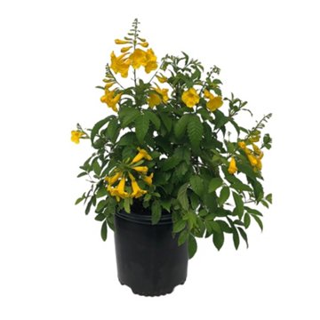 Greenleaf Nursery Gold Star Esperanza, 2 gal