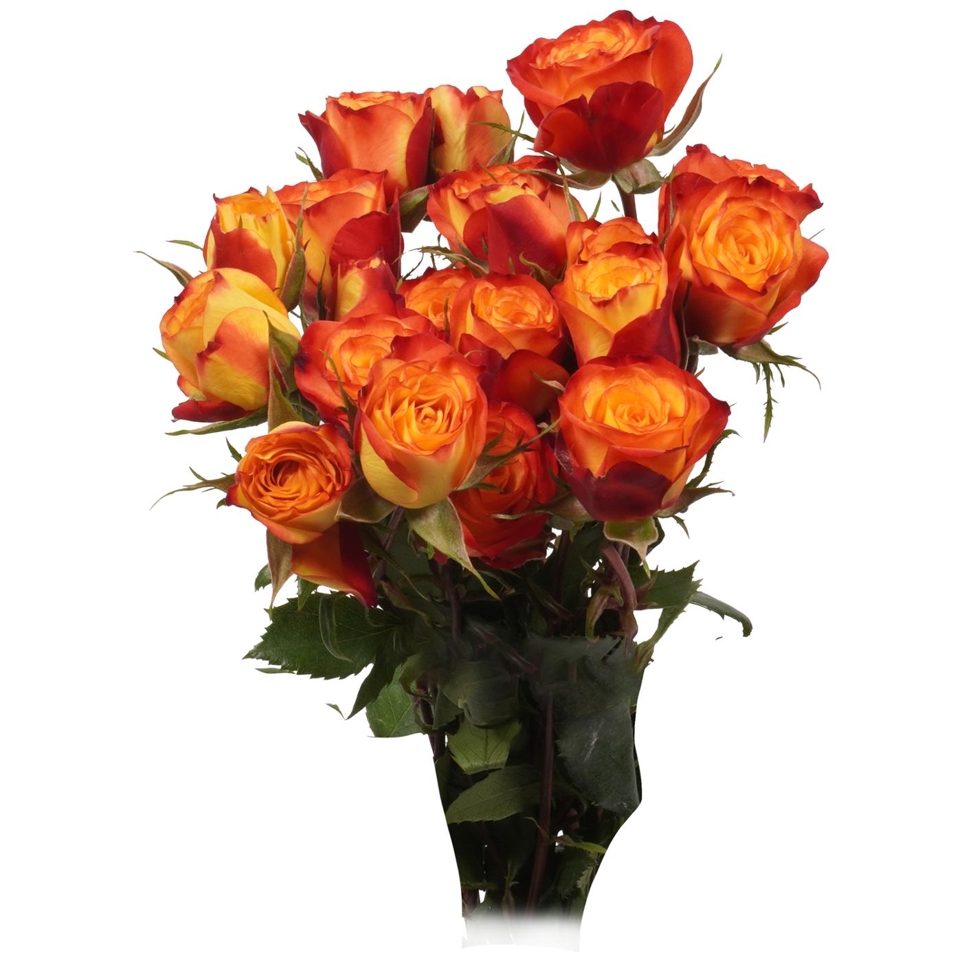 BLOOMS by H-E-B 3 Stems Spray Roses - Assorted Colors; image 8 of 15