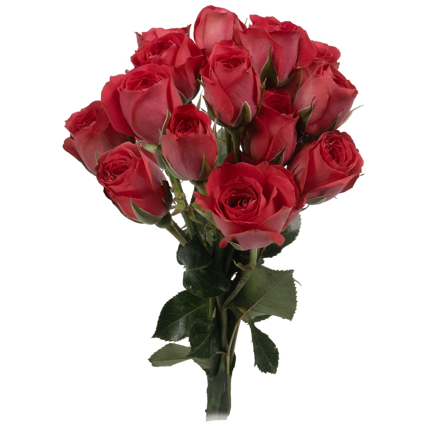 BLOOMS by H-E-B 3 Stems Spray Roses - Assorted Colors; image 13 of 15