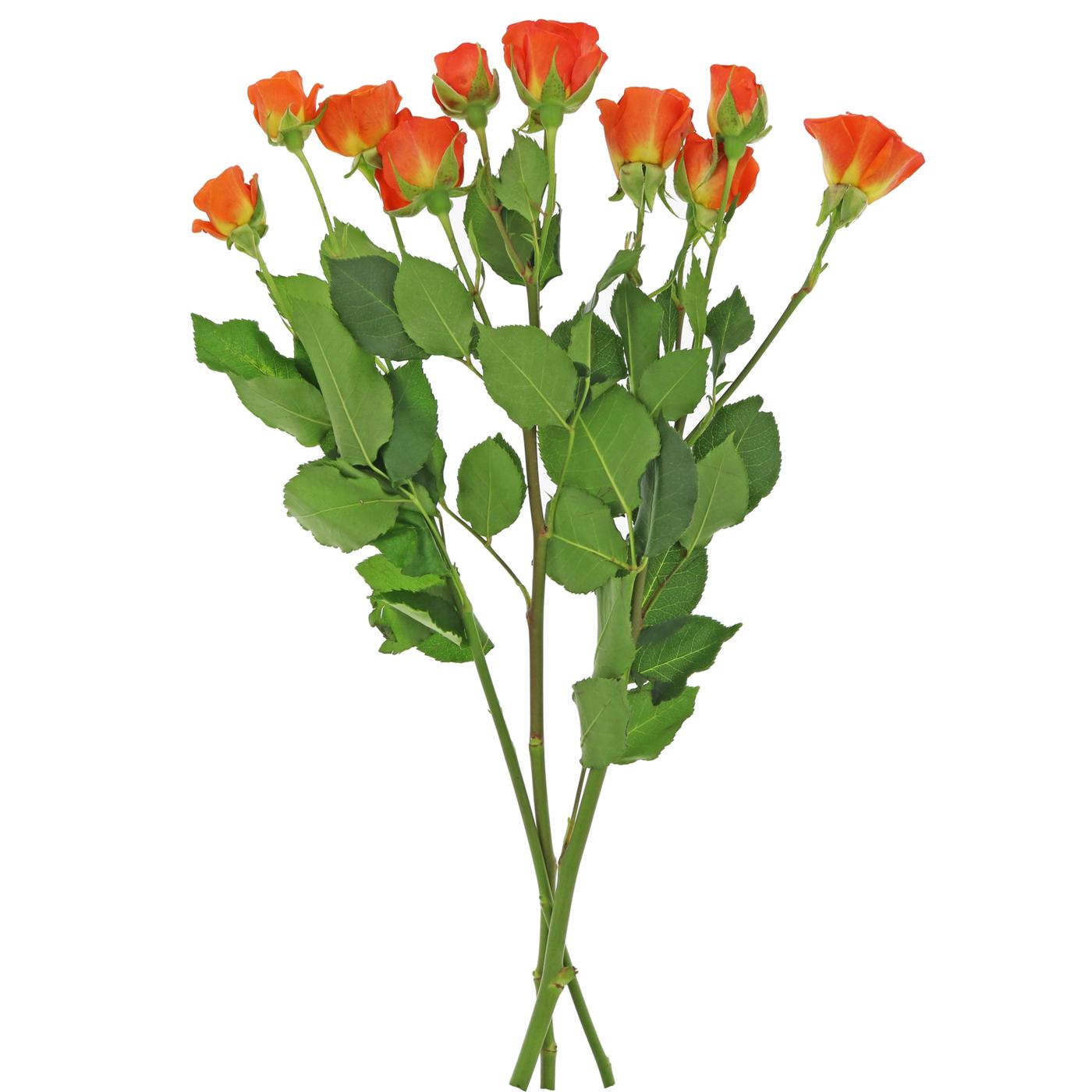 BLOOMS by H-E-B 3 Stems Spray Roses - Assorted Colors; image 14 of 15