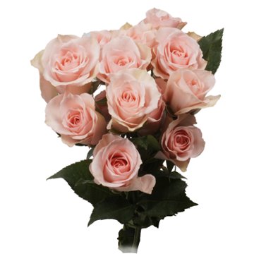 BLOOMS by H-E-B 3 Stems Spray Roses - Assorted Colors