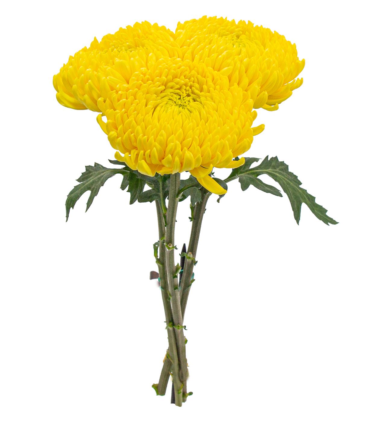 BLOOMS by H-E-B Assorted 3 Stem Spiders & Cremones; image 10 of 10