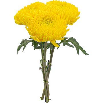 BLOOMS by H-E-B Assorted 3 Stem Spiders & Cremones