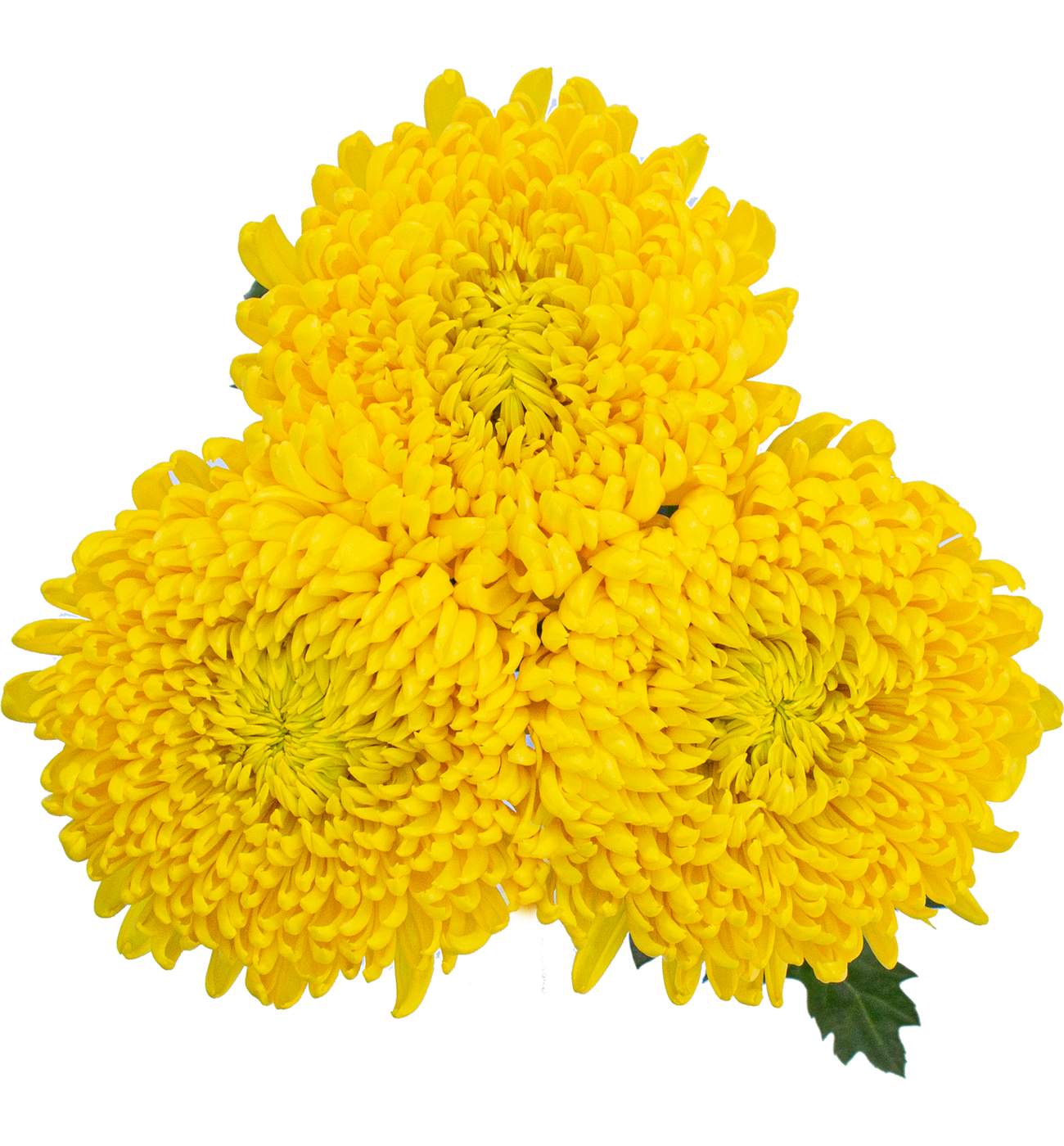 BLOOMS by H-E-B Assorted 3 Stem Spiders & Cremones; image 1 of 10