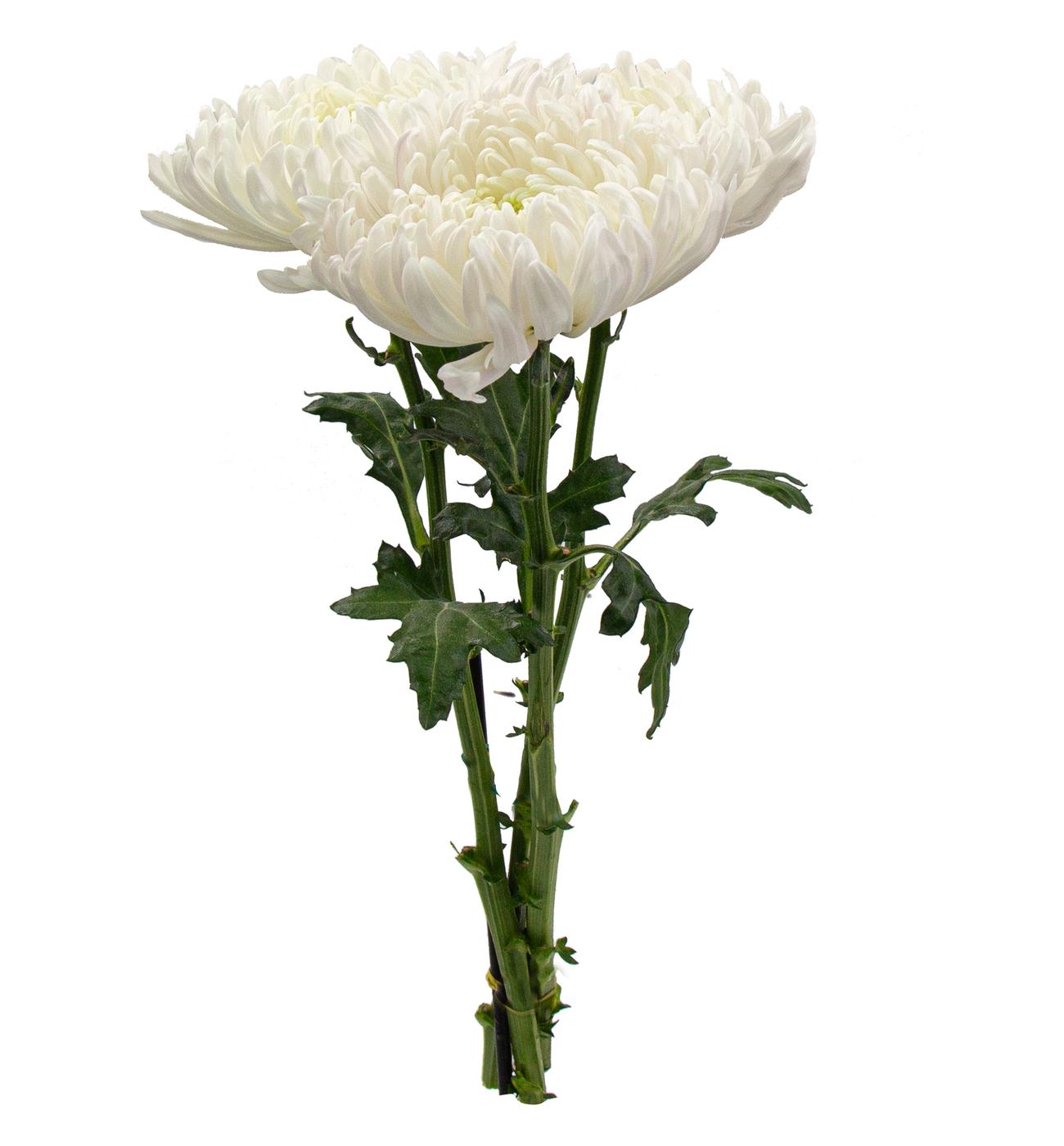 BLOOMS by H-E-B Assorted 3 Stem Spiders & Cremones; image 2 of 10