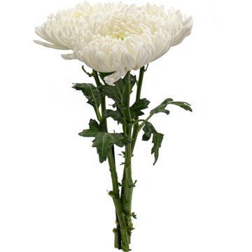 BLOOMS by H-E-B Assorted 3 Stem Spiders & Cremones