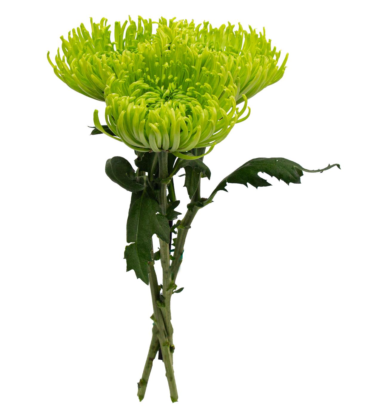 BLOOMS by H-E-B Assorted 3 Stem Spiders & Cremones; image 3 of 10