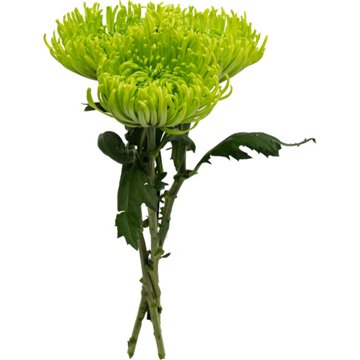 BLOOMS by H-E-B Assorted 3 Stem Spiders & Cremones