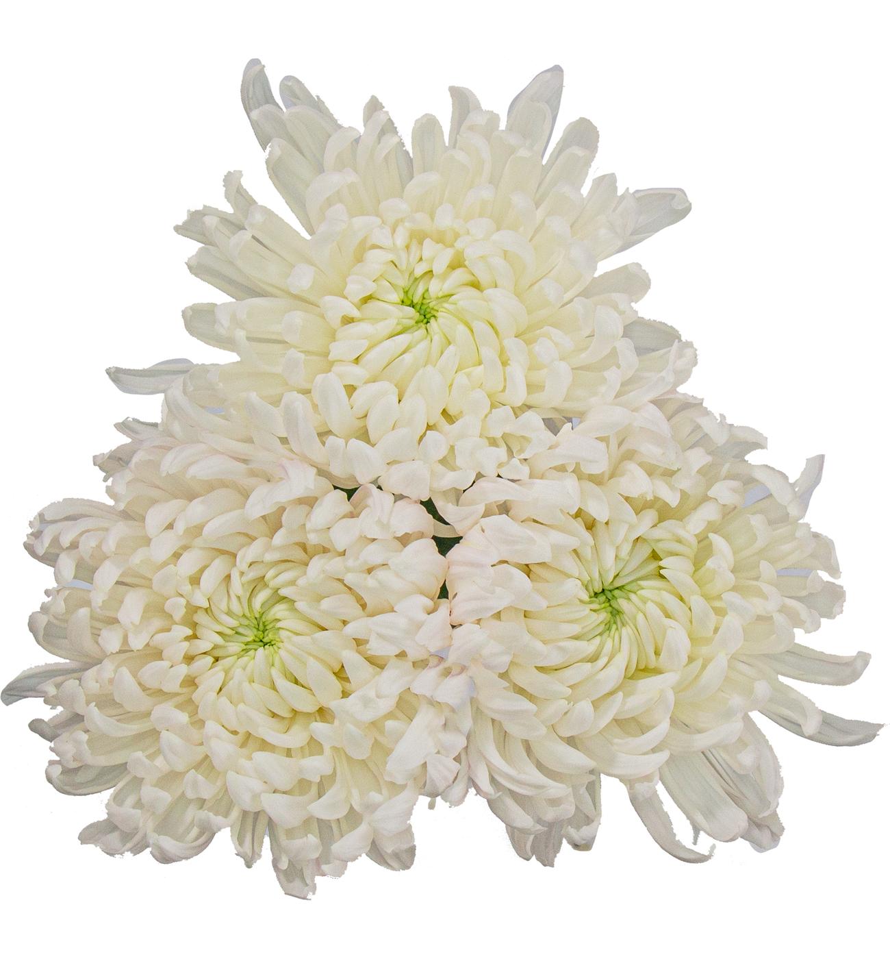 BLOOMS by H-E-B Assorted 3 Stem Spiders & Cremones; image 4 of 10