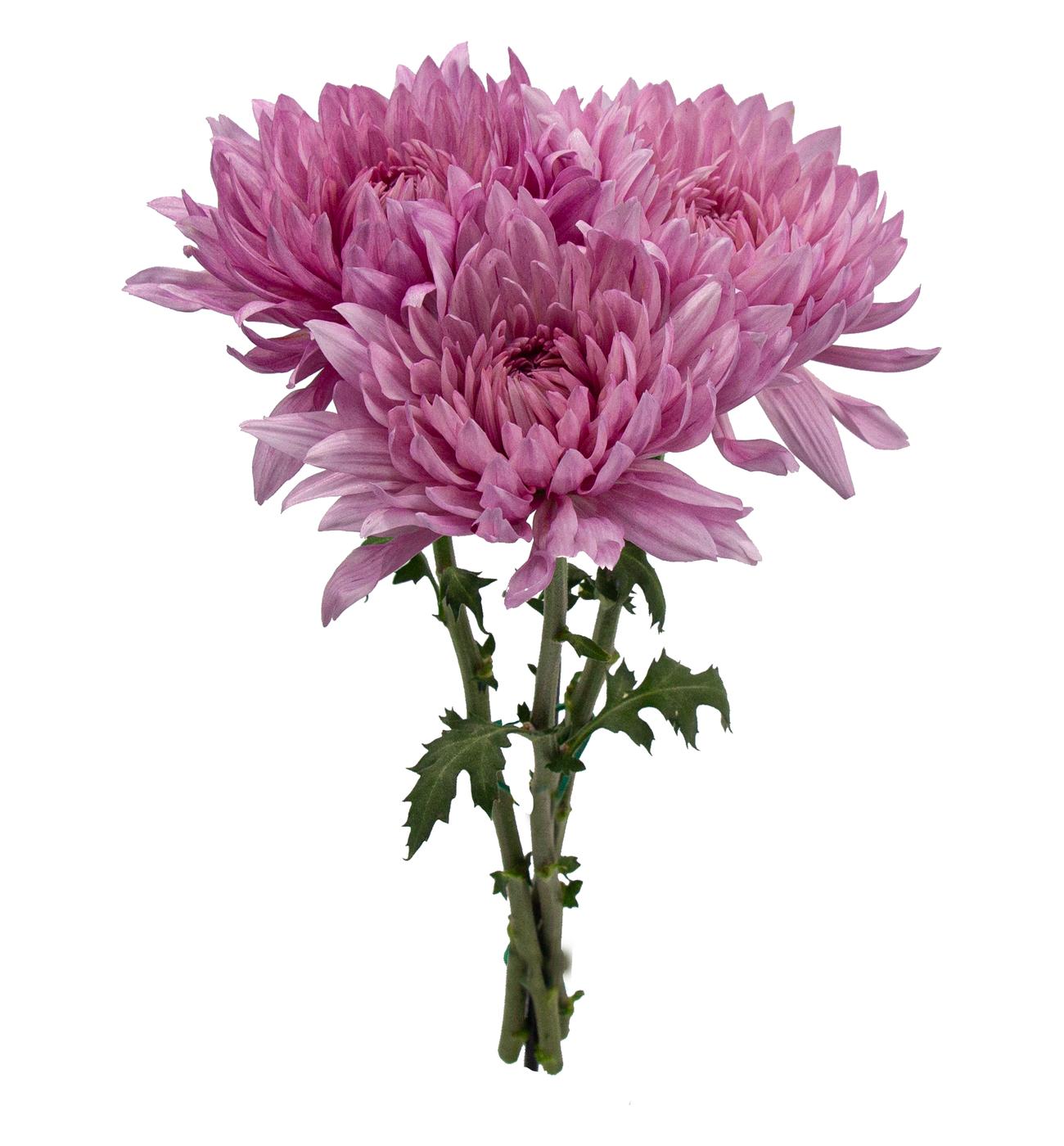 BLOOMS by H-E-B Assorted 3 Stem Spiders & Cremones; image 5 of 10