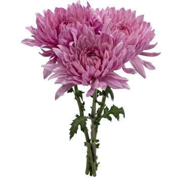 BLOOMS by H-E-B Assorted 3 Stem Spiders & Cremones