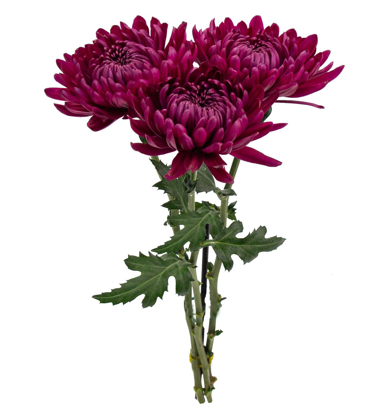 BLOOMS by H-E-B Assorted 3 Stem Spiders & Cremones; image 6 of 10