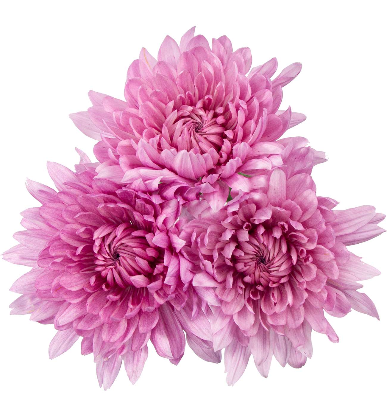 BLOOMS by H-E-B Assorted 3 Stem Spiders & Cremones; image 7 of 10