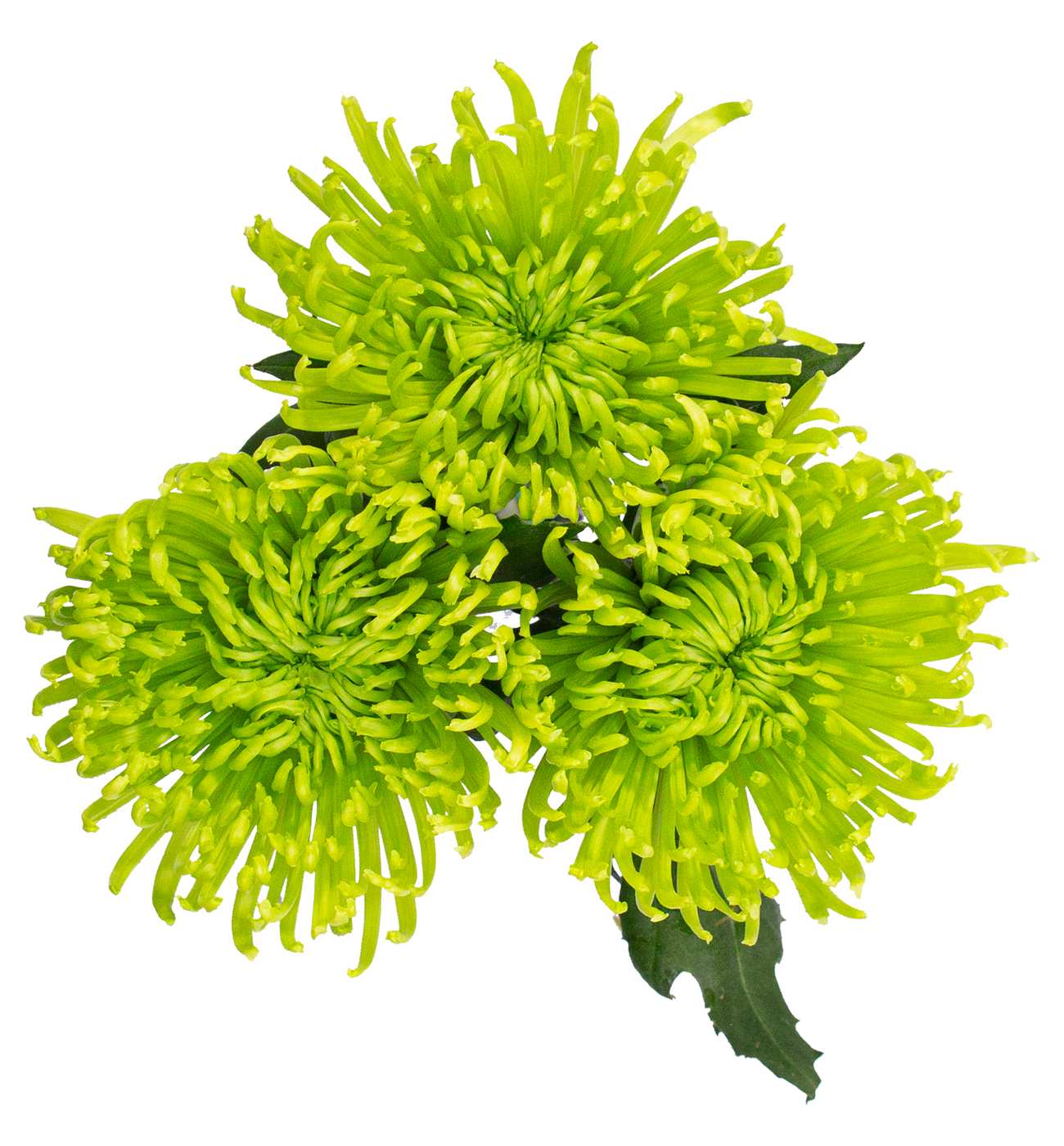 BLOOMS by H-E-B Assorted 3 Stem Spiders & Cremones; image 8 of 10