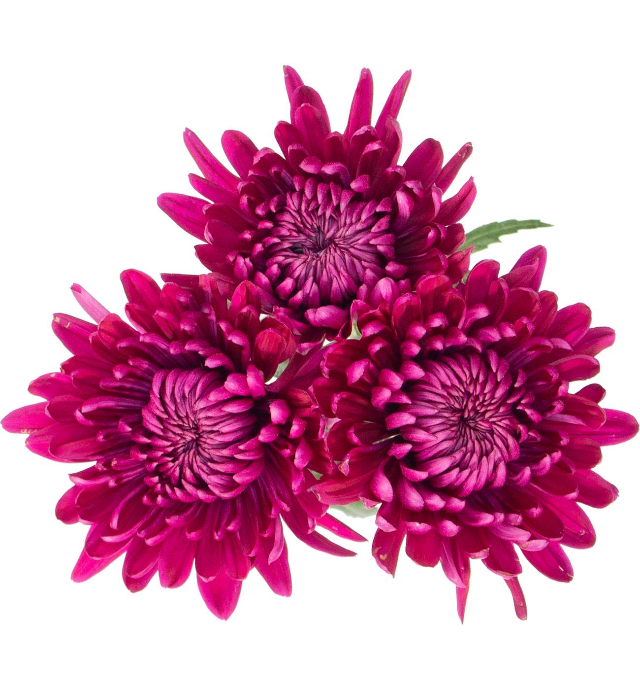 BLOOMS by H-E-B Assorted 3 Stem Spiders & Cremones; image 9 of 10