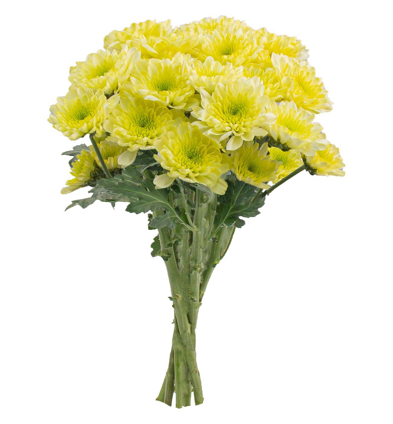 BLOOMS by H-E-B 4 Stem Assorted Poms; image 10 of 10