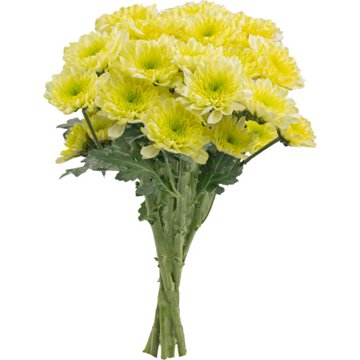 BLOOMS by H-E-B 4 Stem Assorted Poms