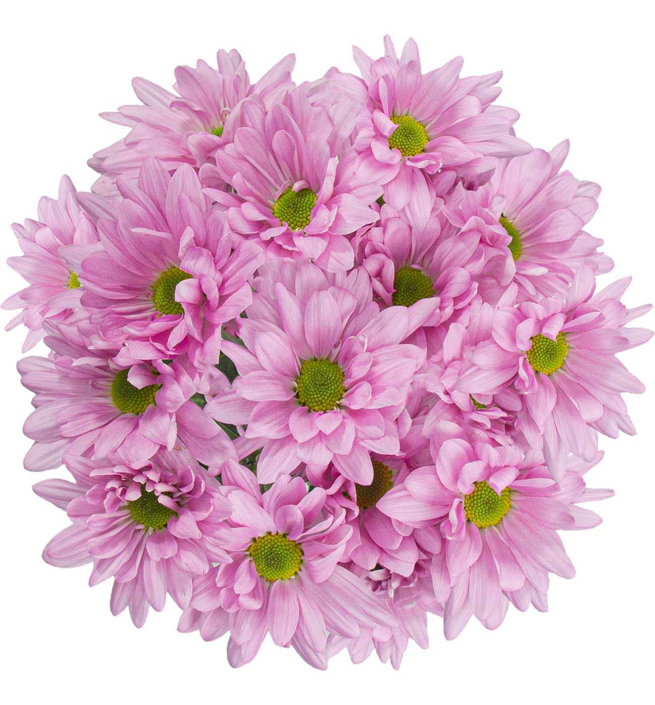 BLOOMS by H-E-B 4 Stem Assorted Poms; image 1 of 10