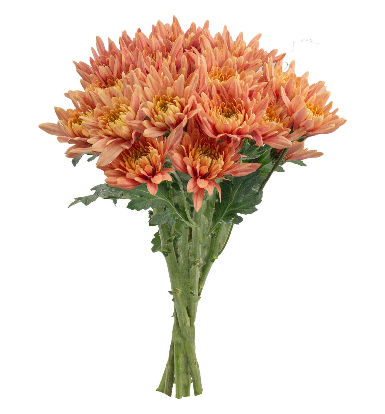 HEB Blooms 4 Stem Just Cut Pompons Shop Flowers & arrangements at HEB