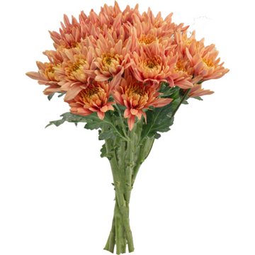 BLOOMS by H-E-B 4 Stem Assorted Poms