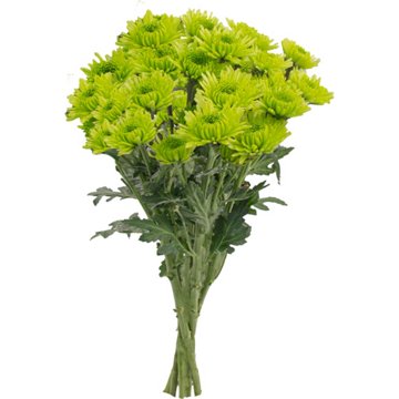 BLOOMS by H-E-B 4 Stem Assorted Poms