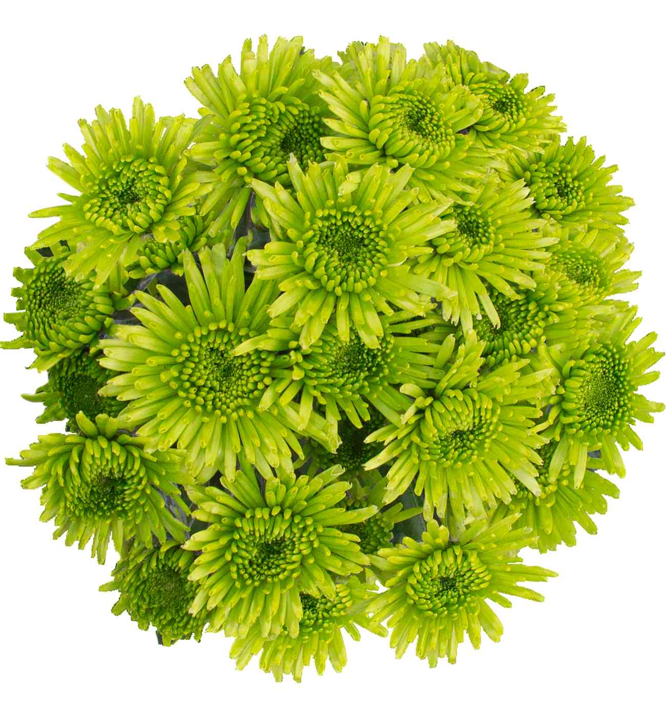 BLOOMS by H-E-B 4 Stem Assorted Poms; image 4 of 10