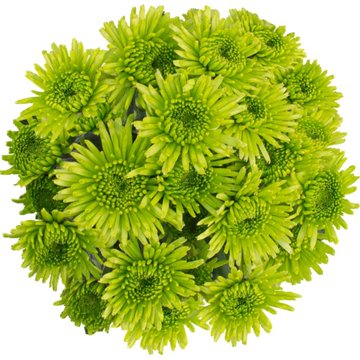 BLOOMS by H-E-B 4 Stem Assorted Poms