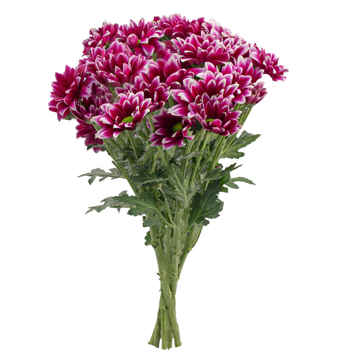 BLOOMS by H-E-B 4 Stem Assorted Poms; image 5 of 10