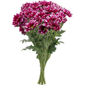 BLOOMS by H-E-B 4 Stem Assorted Poms