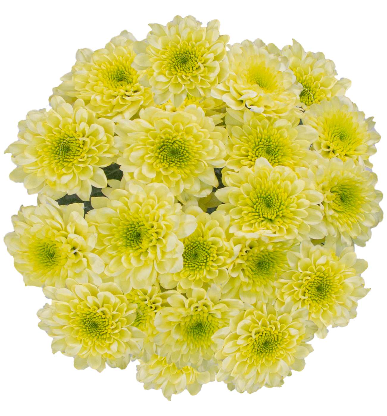 BLOOMS by H-E-B 4 Stem Assorted Poms; image 6 of 10