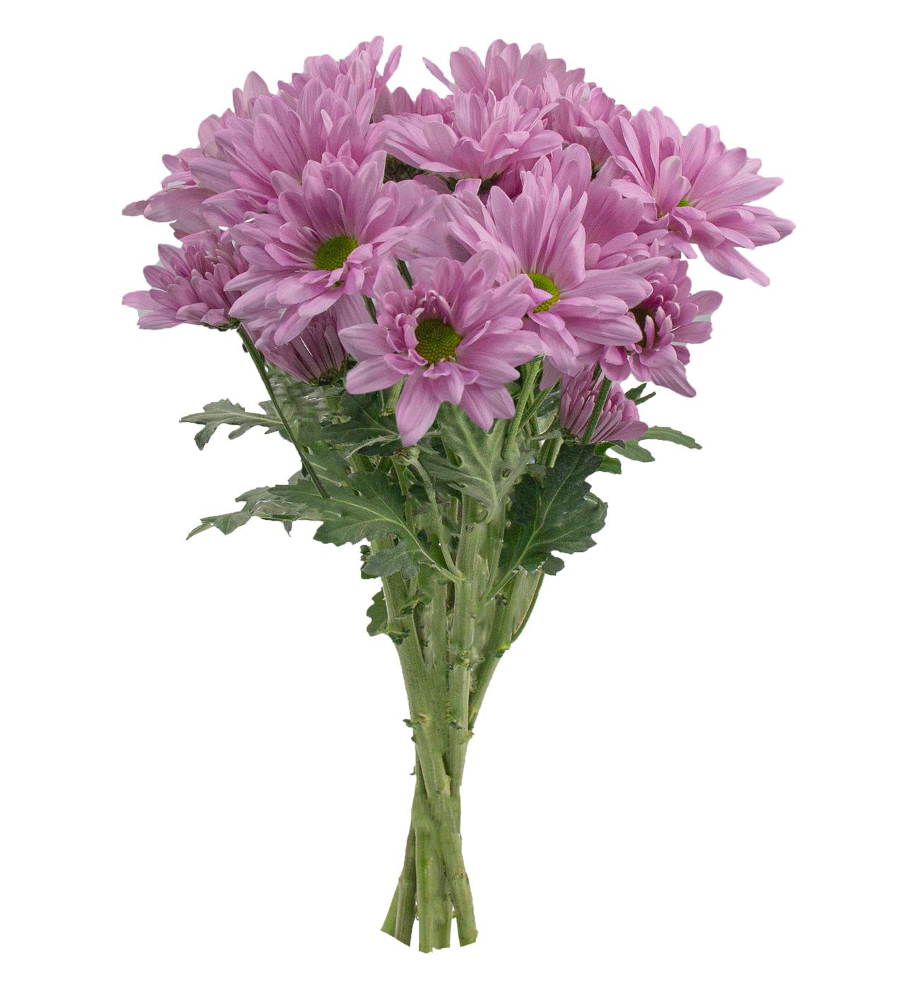 BLOOMS by H-E-B 4 Stem Assorted Poms; image 9 of 10