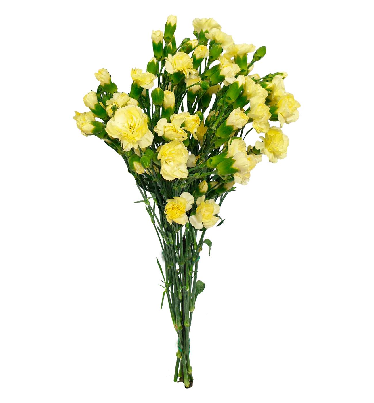 BLOOMS by H-E-B Assorted 6-Stem Mini Carnations; image 10 of 10