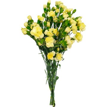 BLOOMS by H-E-B Assorted 6-Stem Mini Carnations