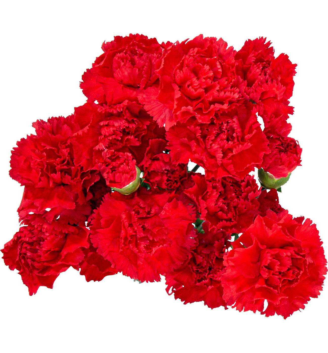 BLOOMS by H-E-B Assorted 6-Stem Mini Carnations; image 1 of 10