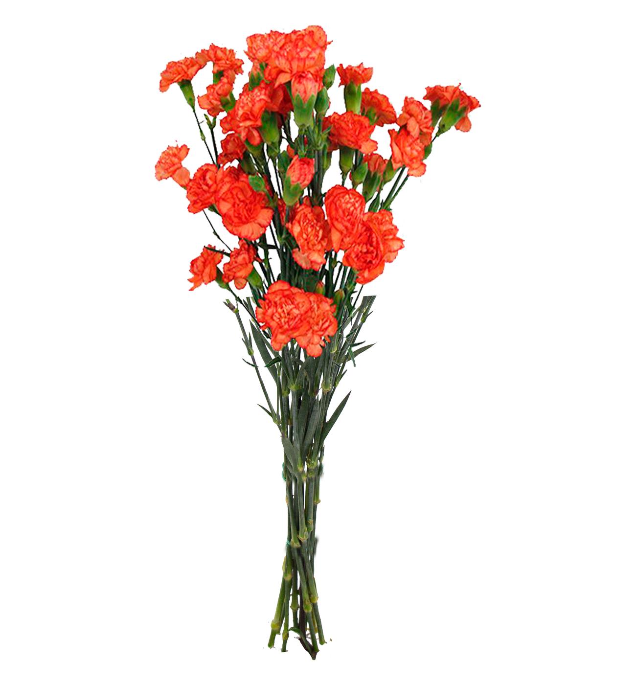 BLOOMS by H-E-B Assorted 6-Stem Mini Carnations; image 2 of 10