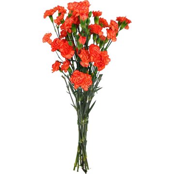 BLOOMS by H-E-B Assorted 6-Stem Mini Carnations