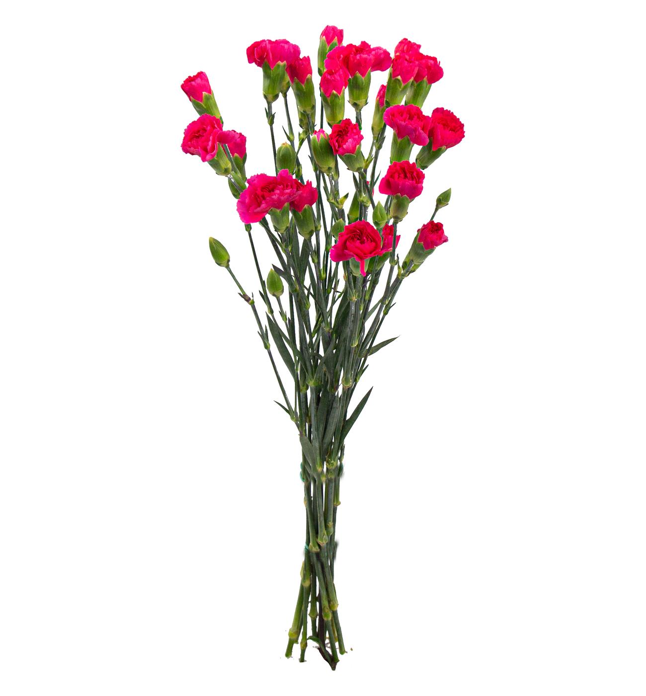 BLOOMS by H-E-B Assorted 6-Stem Mini Carnations; image 3 of 10