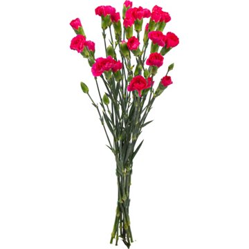 BLOOMS by H-E-B Assorted 6-Stem Mini Carnations