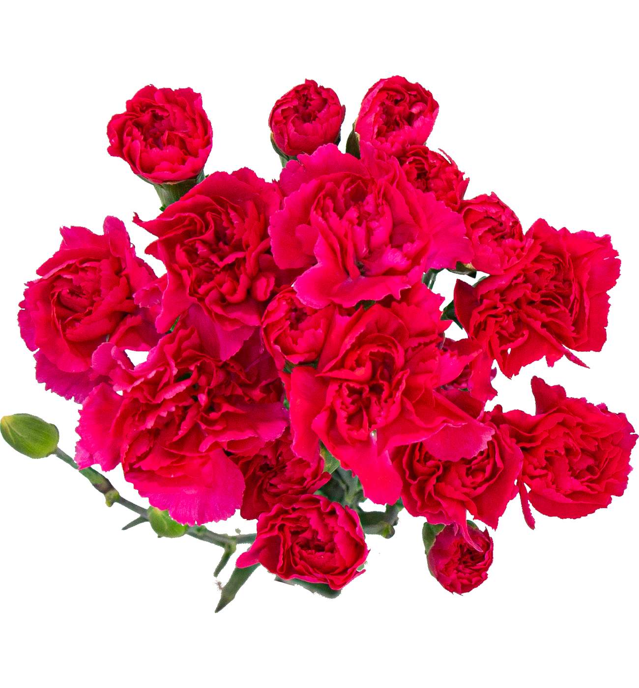 BLOOMS by H-E-B Assorted 6-Stem Mini Carnations; image 4 of 10