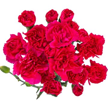 BLOOMS by H-E-B Assorted 6-Stem Mini Carnations