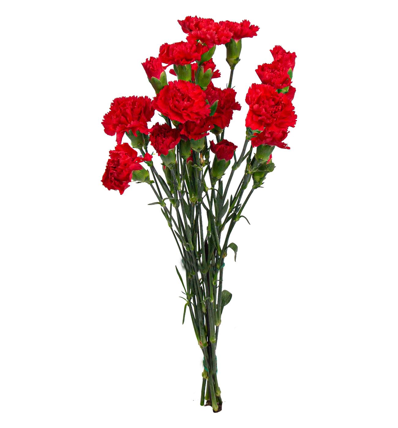 BLOOMS by H-E-B Assorted 6-Stem Mini Carnations; image 5 of 10