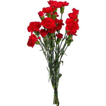 BLOOMS by H-E-B Assorted 6-Stem Mini Carnations